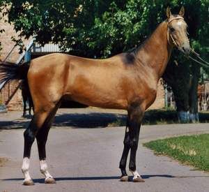 akhal-teke.jpg