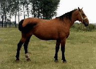anglonormann.gif